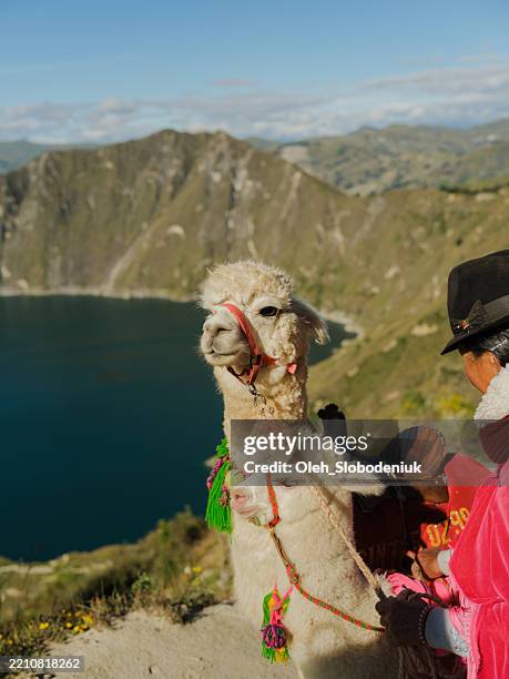 indigenous woman with llamas on the background of quilotoa lake in ecuador - peruvian poncho stock-fotos und bilder