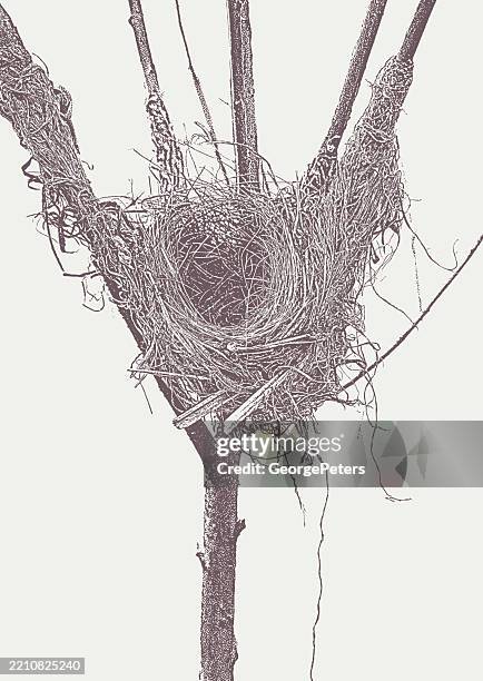 bird nest, empty, springtime - pen and ink stock illustrations