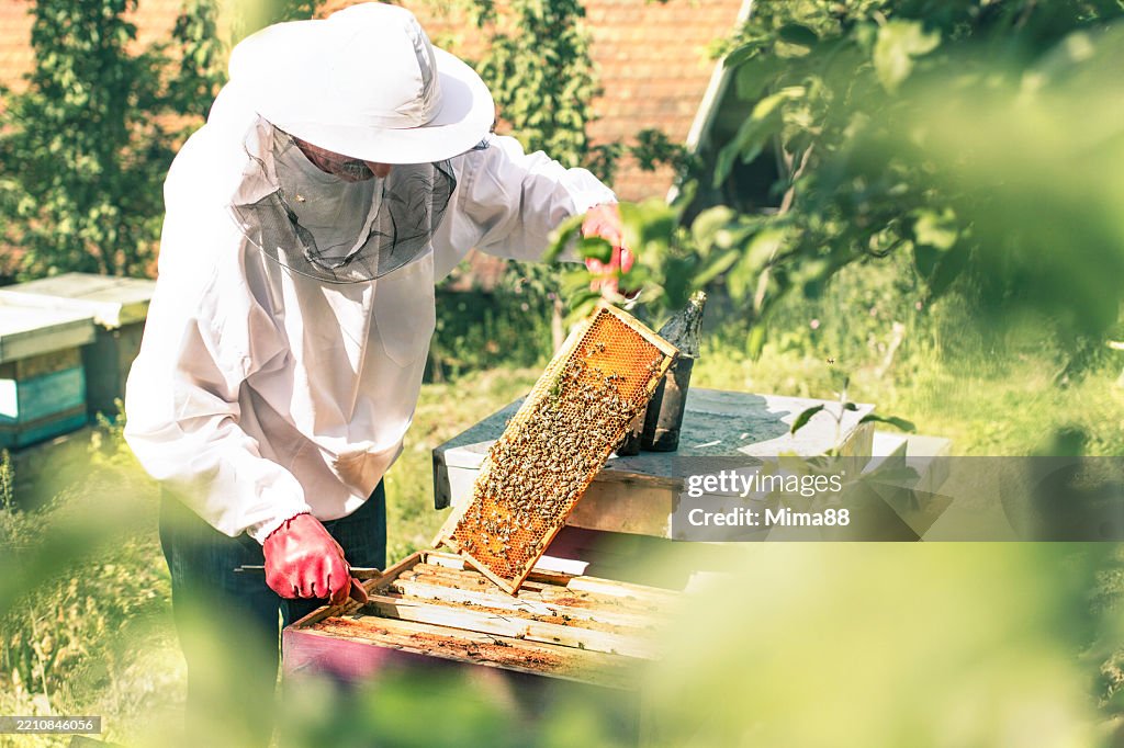 Bee crisis, deadly parasite threatens bees. Beekeeper in protective suit treating beehive with bee smoker