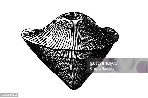 ilustrações de stock, clip art, desenhos animados e ícones de cyathophyllum helianthoides - siluriano