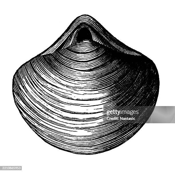 ilustrações de stock, clip art, desenhos animados e ícones de stringocephalus burtini - siluriano