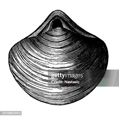 Stringocephalus Burtini Stringocephalus Burtini