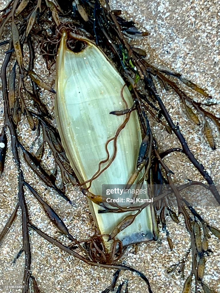 Small-spotted catshark egg case (Scyliorhinus canicula)