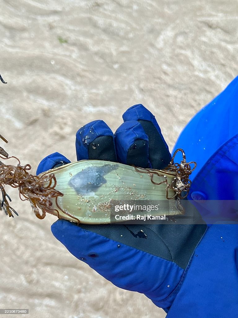 Small-spotted catshark egg case with embryo (Scyliorhinus canicula) in hand