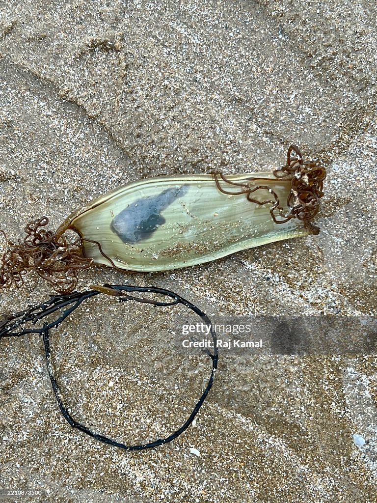 Small-spotted catshark egg case with embryo (Scyliorhinus canicula) in hand