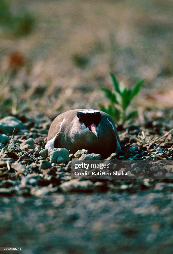 Crested plover on the nest