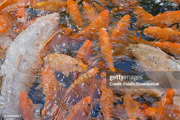 group of koi carps swimming in pond - koi fish top view stock pictures, royalty-free photos & images