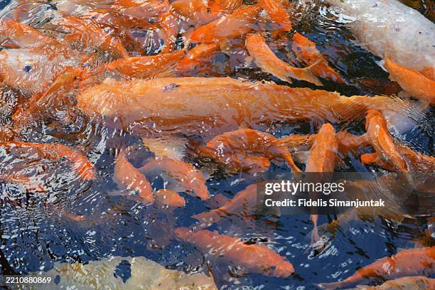 group of koi carps swimming in pond - koi fish top view stock pictures, royalty-free photos & images