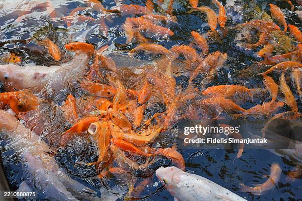 group of koi carps swimming in pond - koi fish top view stock pictures, royalty-free photos & images