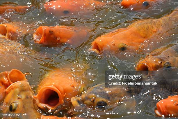 group of koi carps swimming in pond - koi fish top view stock pictures, royalty-free photos & images
