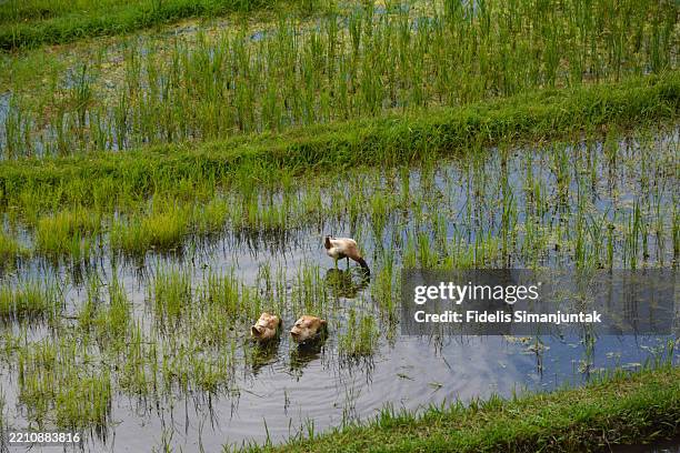 Ducks Clean Rice Paddy 141 Rice Duck Farm Stock Photos, High-Res Pictures, and Images - Getty ...