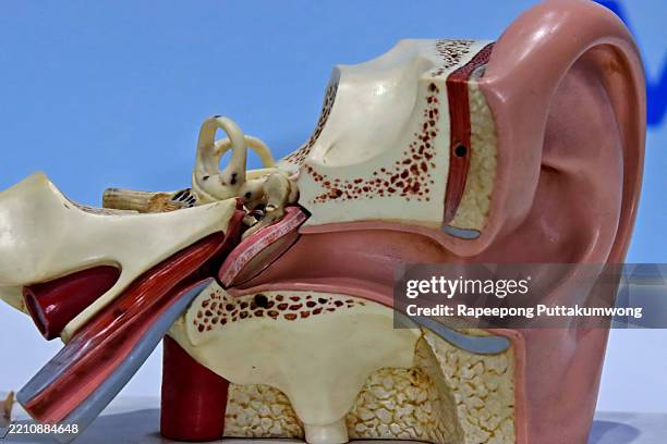 detailed structure of the ear for education - ear canal stock pictures, royalty-free photos & images