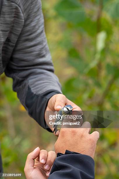 ornitólogos anillando un herrerillo común durante un día de anillamiento de aves - protección-de-fauna-salvaje fotografías e imágenes de stock