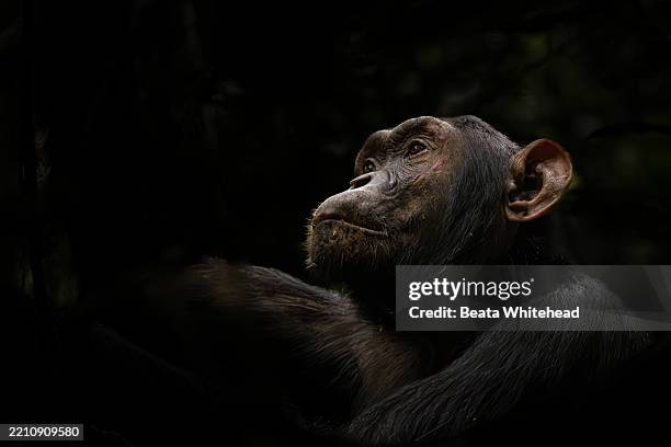 chimpanzee in contemplative light, kibale national park, uganda - chimpanzee stock pictures, royalty-free photos & images