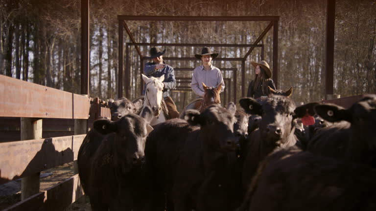 Whacker Ranchers 2,085 Cattle Ranchers Stock Videos, Footage, & 4K Video Clips - Getty ...