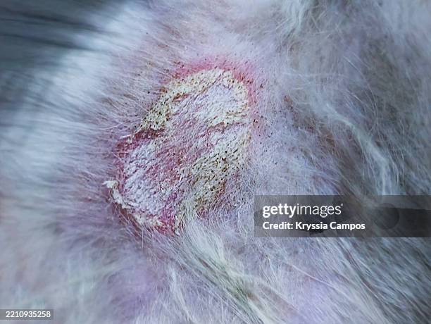 close-up of ringworm lesion (tinea corporis) on cat’s abdomen - tinha imagens e fotografias de stock