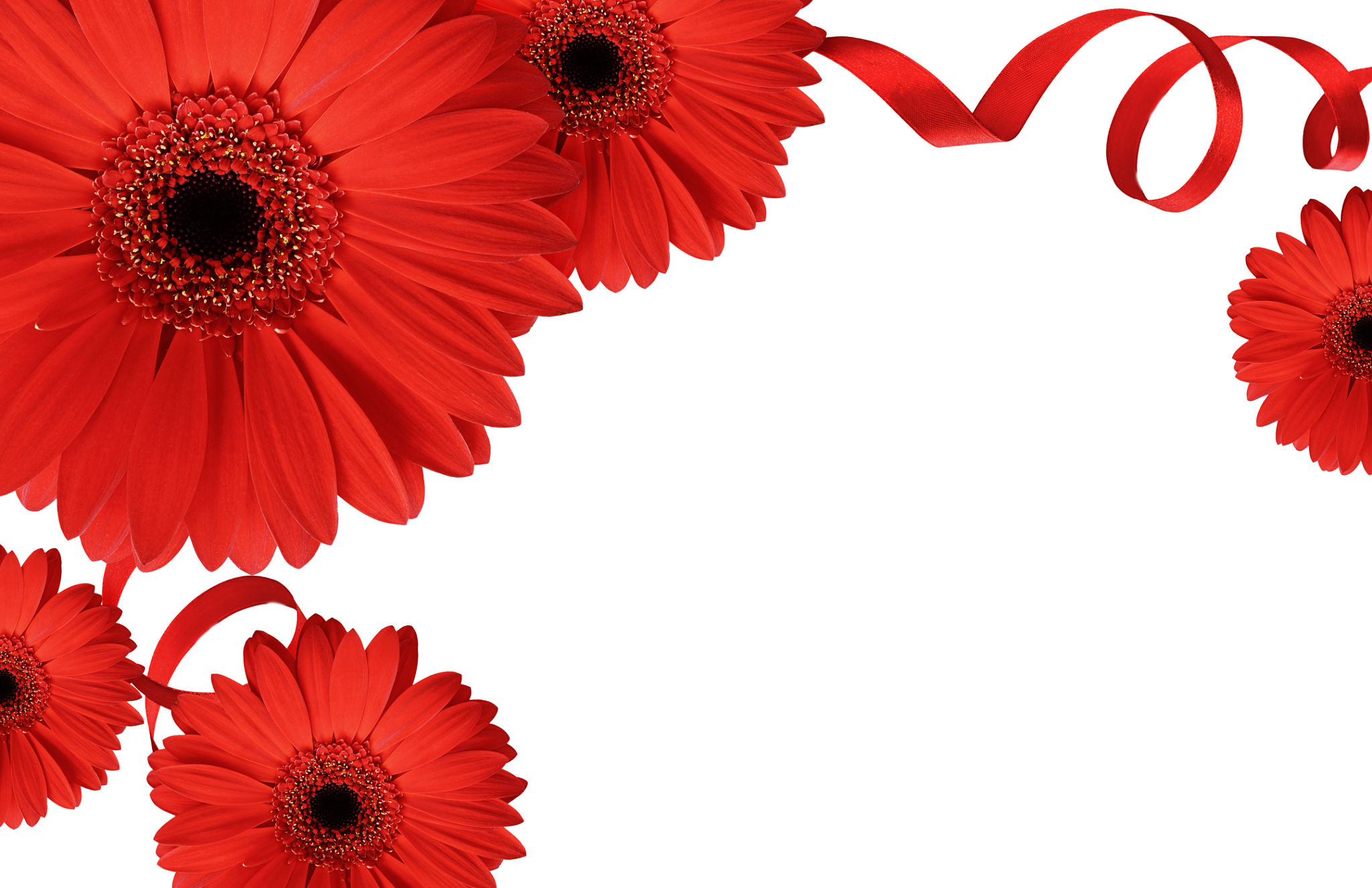 gerbera flowers