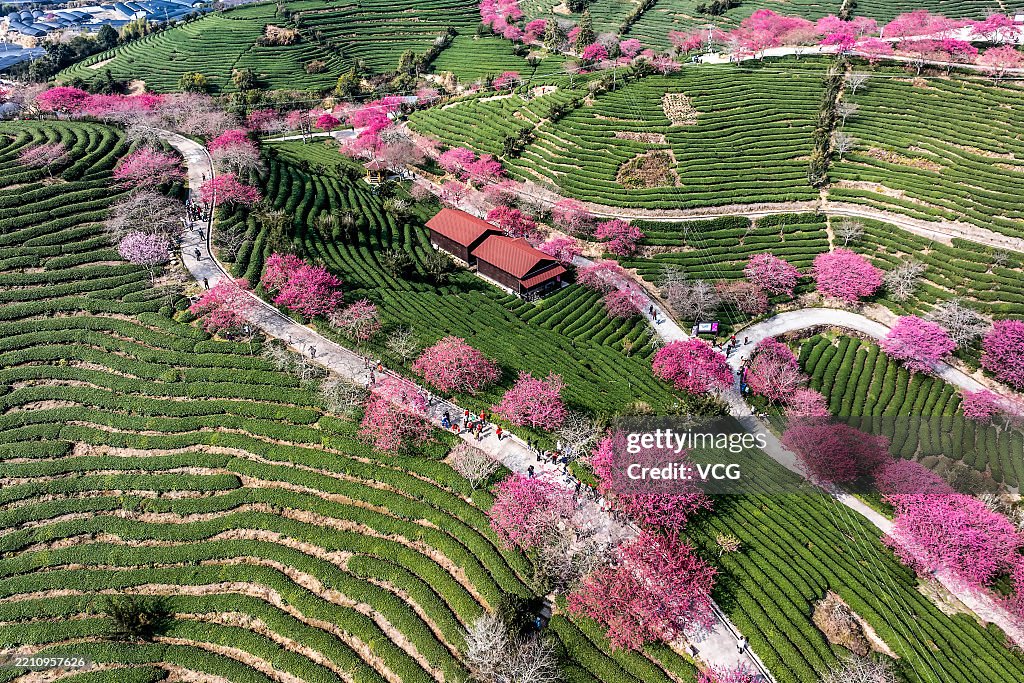 Longyan Cold Spring Aerial view of blooming cherry blossoms at a tea garden on February ...