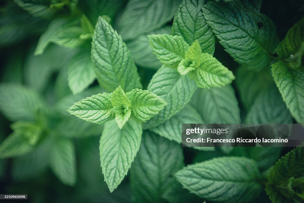 Close-up of fresh mint leaves