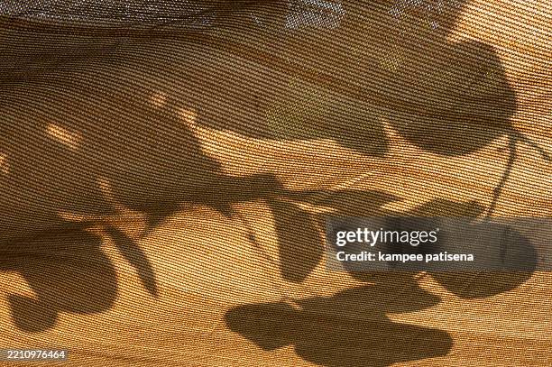 Tree Shadow Cast 3 718 Shadow Cast Stock Photos, High-Res Pictures, and Images - Getty ...