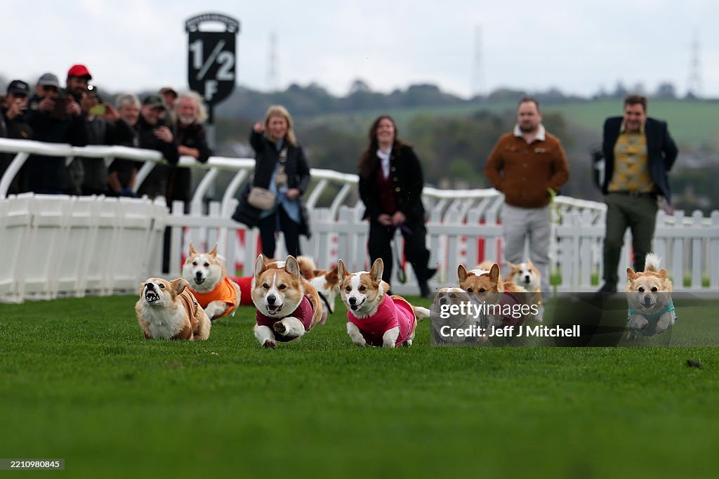 Musselburgh Racecourse Hosts Easter Corgi Derby