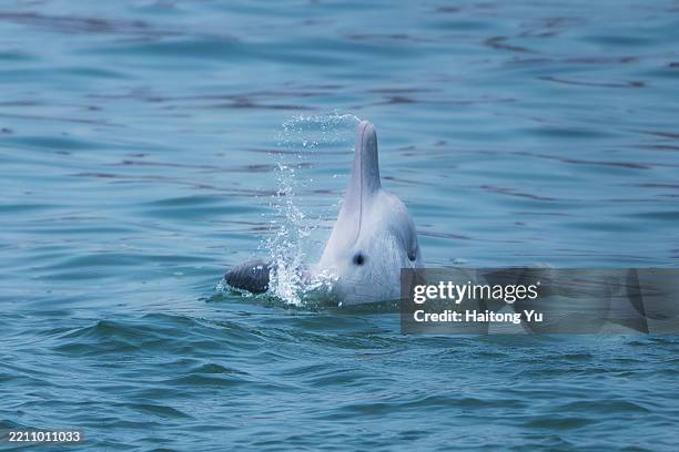 indo-pacific humpback dolphin (chinese white dolphin) in taishan, guangdong, china - south china sea stock pictures, royalty-free photos & images
