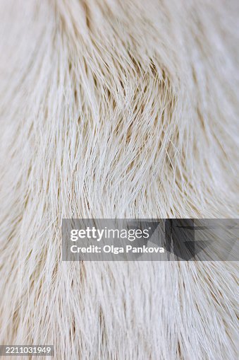 Close-up of soft white animal fur texture Close-up of soft white animal fur texture