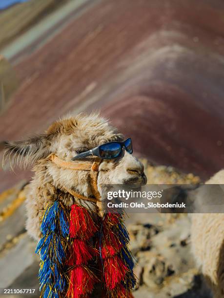 alpaca in sunglasses near vinicunca rainbow mountain in peru - cartoon llama stock pictures, royalty-free photos & images