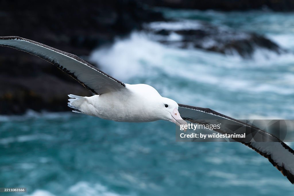Northern royal albatross flying, Taiaroa Head, New Zealand.