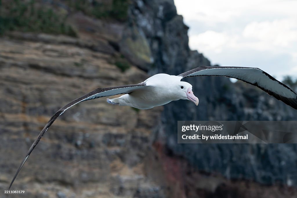 Northern royal albatross flying against a cliff, Taiaroa Head, New Zealand.