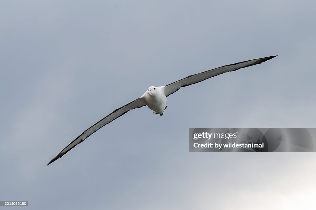 Northern royal albatross flying, Otago Peninsula, New Zealand.