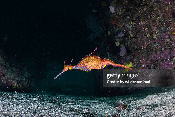 weedy sea dragon, jervis bay marine park, nsw. - seahorse dragon stock pictures, royalty-free photos & images