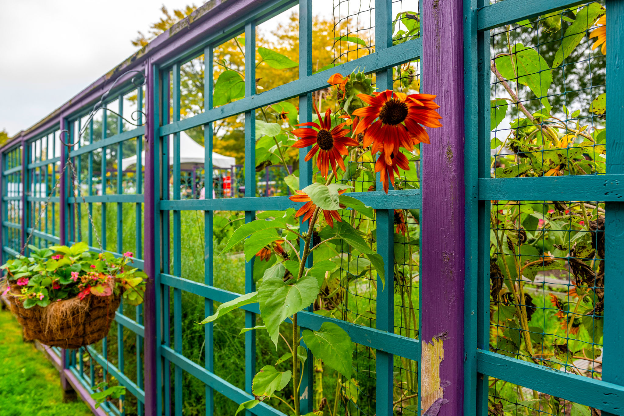 vineyard fence