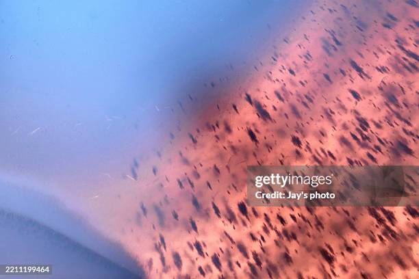 amazing banded agate crystal cross section cut isolated with reflection. natural light translucent agate crystal surface, abstract structure slice mineral stone macro closeup - agate slice stock pictures, royalty-free photos & images