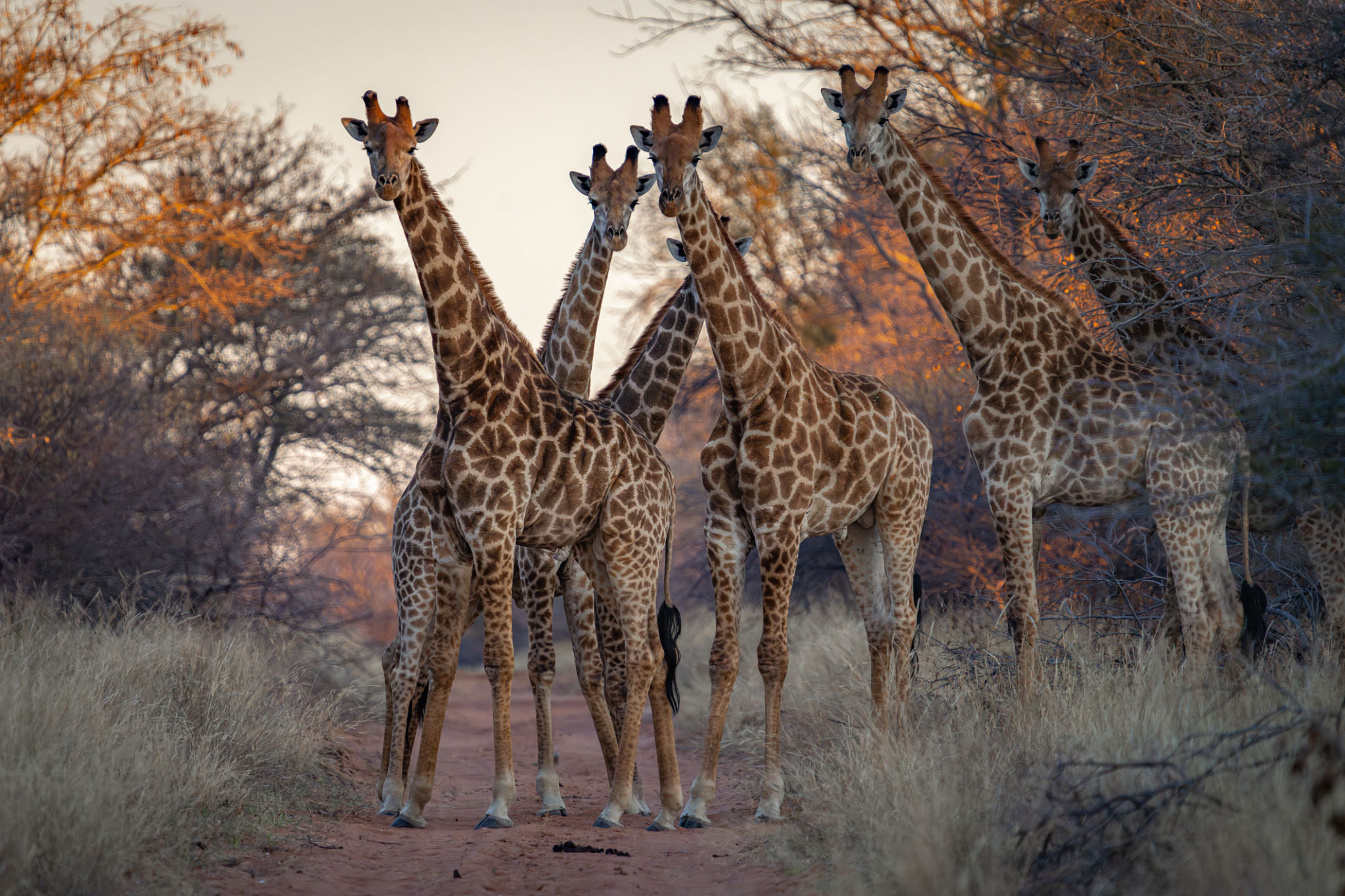 giraffes savanna
