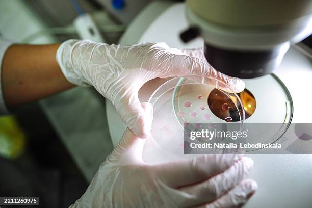 ivf process verification - skilled hands in medical gloves position dishes for inspection - stammzelle stock-fotos und bilder