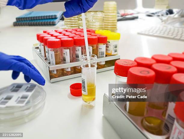 testing urine sample in laboratory - drug test stock pictures, royalty-free photos & images