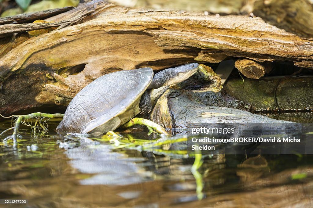 Austro-South American side-neck turtle (Chelodina mccordi) beside a little lake, captive, Germany, Europe
