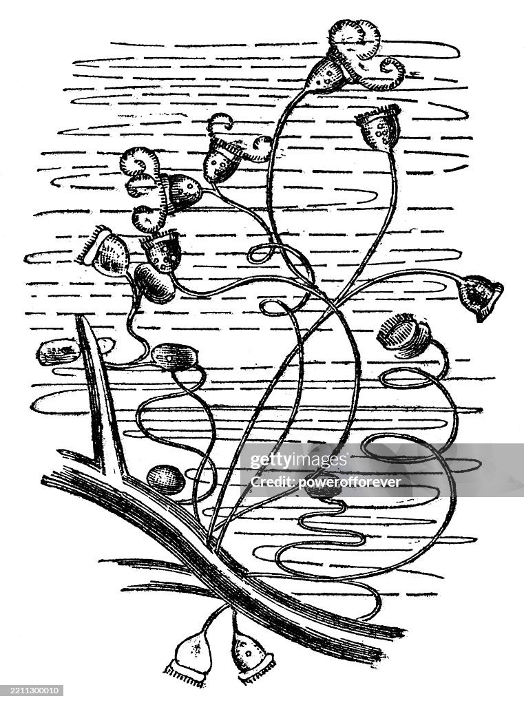 Vorticella Convallaria Ciliate Protist - 19th Century