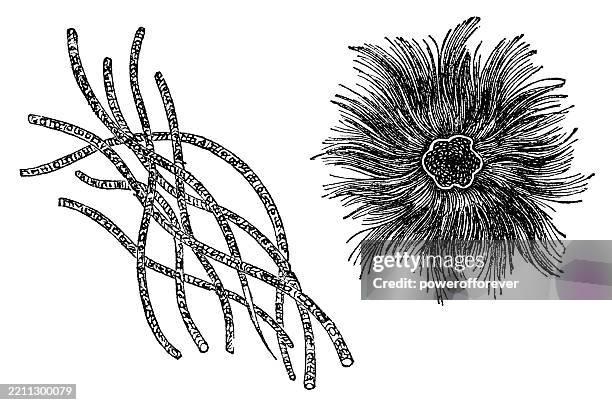 oscillatoria distorta filamentous cyanobacteria - 19th century - oscillatoria stock illustrations