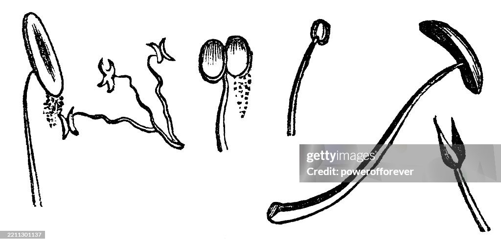 Various Different Flower Stamens - 19th Century