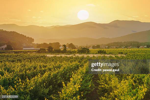a picturesque sunset over rolling hills and vineyards in the languedoc-roussillon region of france. - wijngaard stockfoto's en -beelden