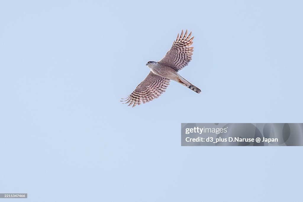 A beautiful Sparrowhawk (Accipiter nisus, family comprsing hawks) flapping its wings and flying out.