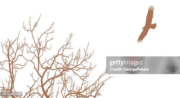 eagle flying above bare treetop - bald eagle wings stock illustrations