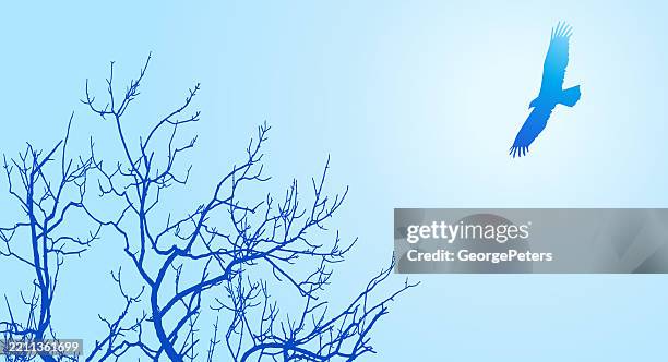 eagle flying above bare treetop - eagle flying stock illustrations