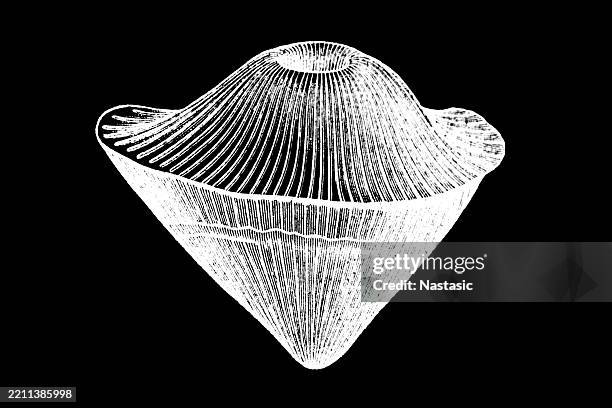 ilustrações de stock, clip art, desenhos animados e ícones de cyathophyllum helianthoides - siluriano