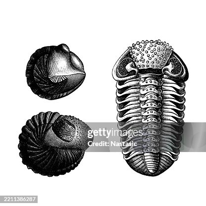 Phacops latifrons Phacops latifrons