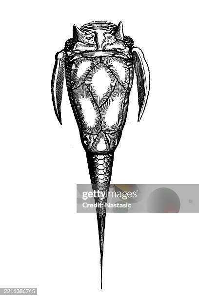 fossils from the paleozoic era ,asterolepis (pterichthys) cornuta (fish) - fish skeleton stock illustrations