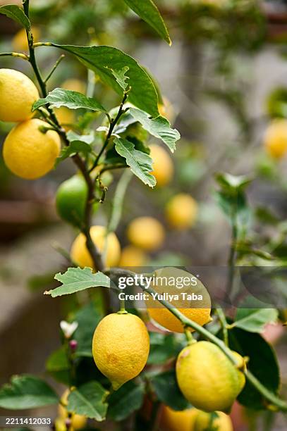 Taaba Texture 136 Taba Texture Stock Photos, High-Res Pictures, and Images - Getty Images