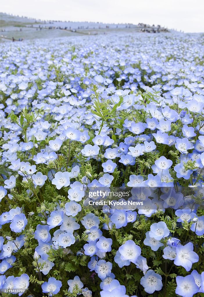 Nemophila flowers in eastern Japan
